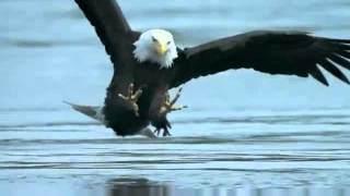 Bald Headed Eagle catches salmon - YouTube.wmv