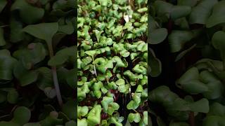 Микрозелень редиса/radish microgreens #микрозеленьдома #microgreens #полезныесоветы #когалым