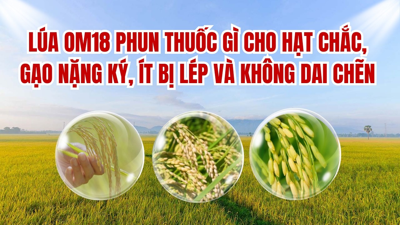 Lúa OM18 phun thuốc gì cho hạt chắc, gạo nặng ký, ít bị lép và không dai chẽn