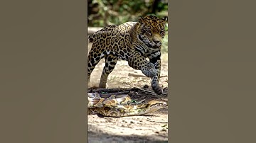 Leopard Runs Into a Python Mid Walk… #snake #leopard #tiger #anaconda #animals