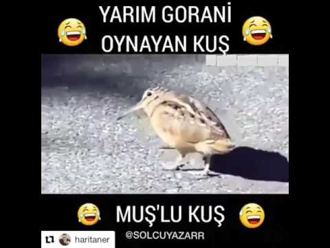 Yarım gorani oynayan kuş ( MUŞLU KUŞ)