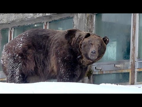 Everyone's favorite local animal: Daikichi the boss bear at