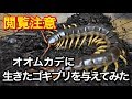 オオムカデに生きたゴキブリを与えたらどうなるのか