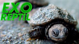 Exo Reptil - Tortuga Bebe Recuperada