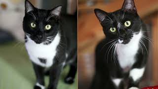 Adopt Ozzy & Harriet in Los Angeles by HappyPurrs 274 views 2 years ago 59 seconds