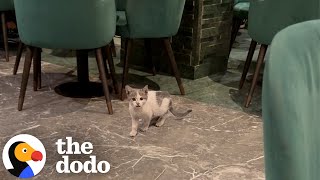 Download Lagu Stray Kitten Goes Home With Guy And He Meets The Love Of His Life | The Dodo MP3 Download Lagu Stray Kitten Goes Home With Guy And He Meets The Love Of His Life | The Dodo MP3