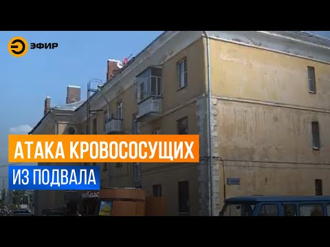 Жильцы страдают от нашествия комаров из затопленного подвала