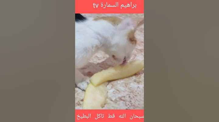 سبحان الله قط تاكل البطيخ 🍉🍈🍍🥭🍇