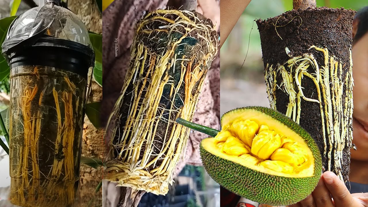 How to Air Layering JackFruit Tree Smart Way l jackfruit Propagation