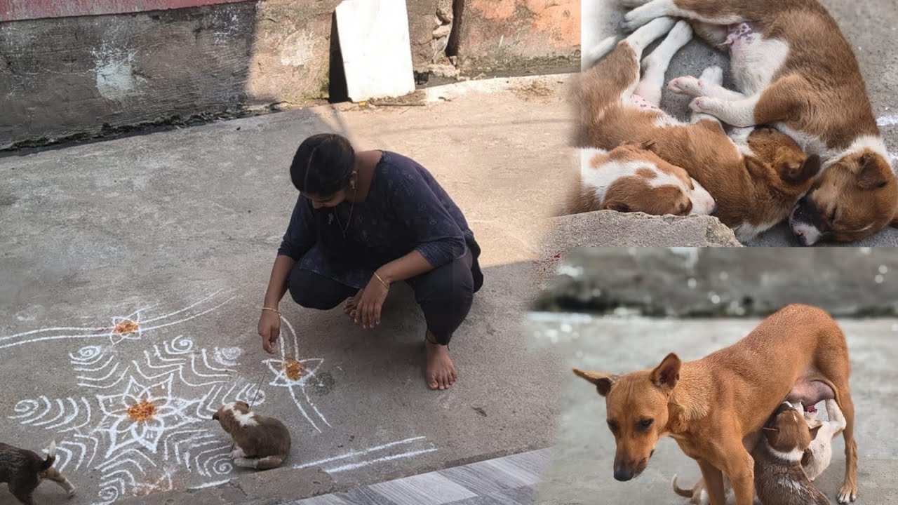 Ma వీధి కుక్క🐕 పిల్లలతో ఆడుకుంటున్న కానీ అవి ఇలా చేస్తే 🙆 అనుకోలా