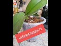 Overwatered orchid roots.Roots are rotten!! #phalaenopsis #replanting #overwateredorchid #saveorchid