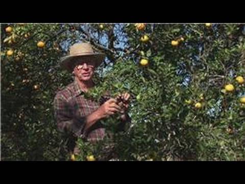 Growing Citrus Fruits : How to Harvest & Store Oranges