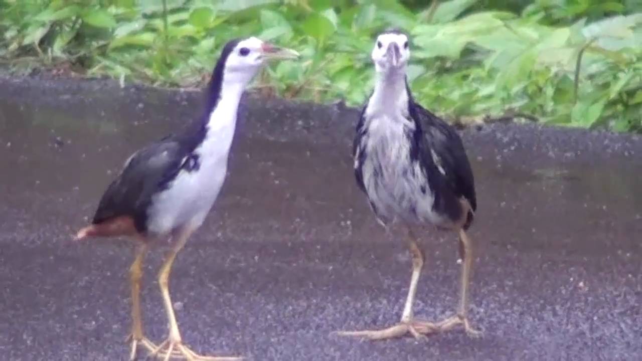 雨中情侣:白腹秧鸡[Amaurornis phoenicurus] White-breasted waterhen 