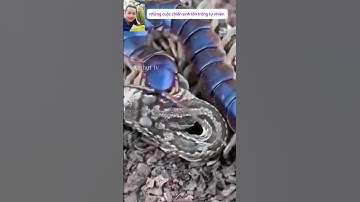 cuộc chiến sinh tử giữa Rắn và Rết kẻ thua sẽ trở thành thức ăn cho kẻ thắng #thegioidongvat #shorts