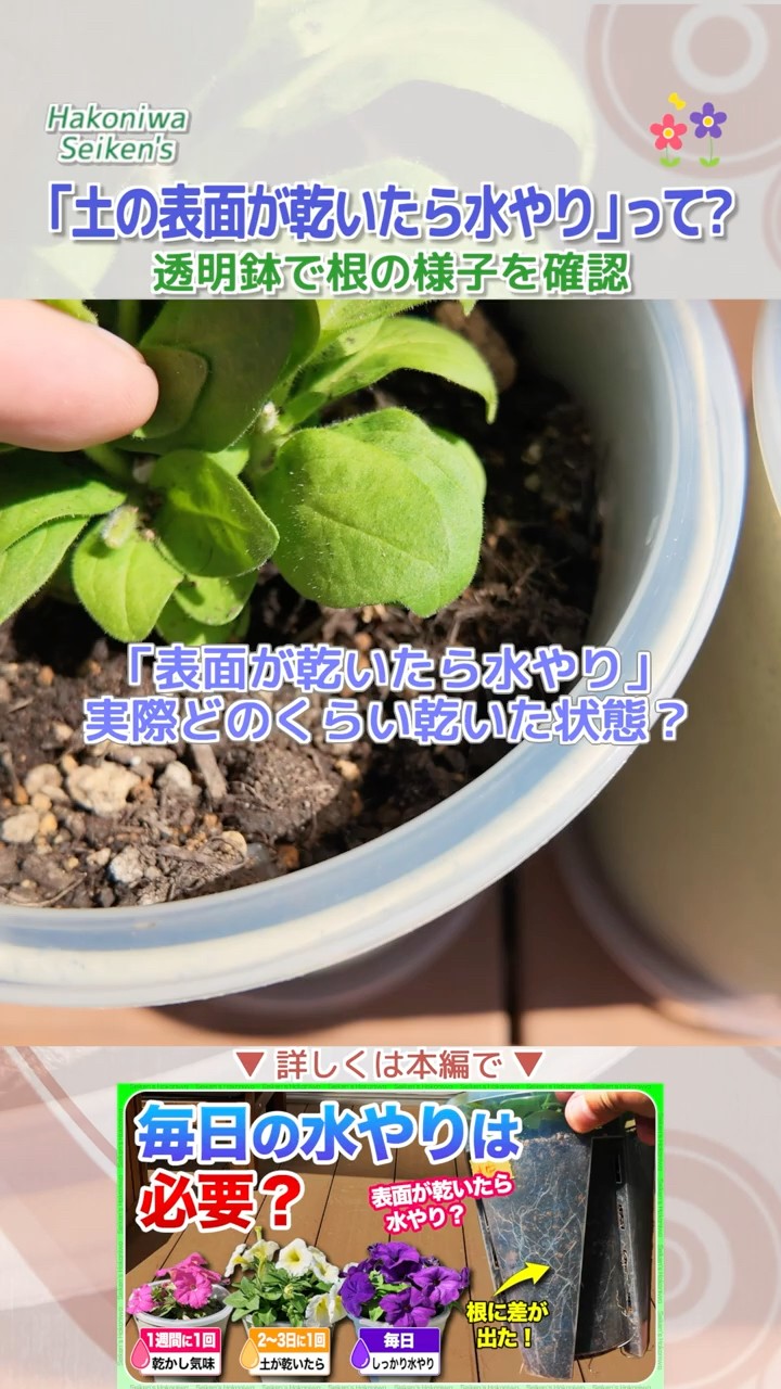 ゴールドクレスト♡5年生 土が乾いたら水やりします〰️ What does 
