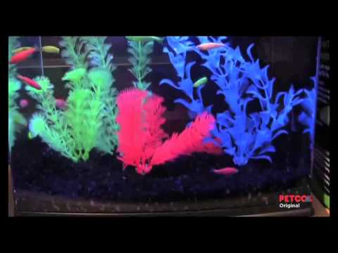 Petco Pets Tetra Glofish