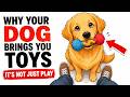 Why Your Dog Brings You Toys (It's Deeper Than Just Play)