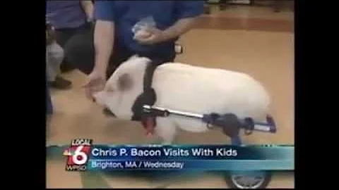 News anchor laughs uncontrollably about Chris P Bacon the pig - DayDayNews
