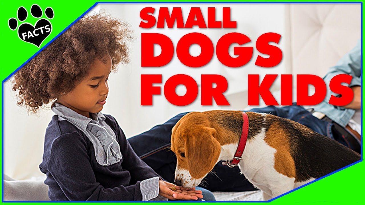 TopTenz: Best Small Dog Breeds for Kids Children Dogs 101 Animal Facts