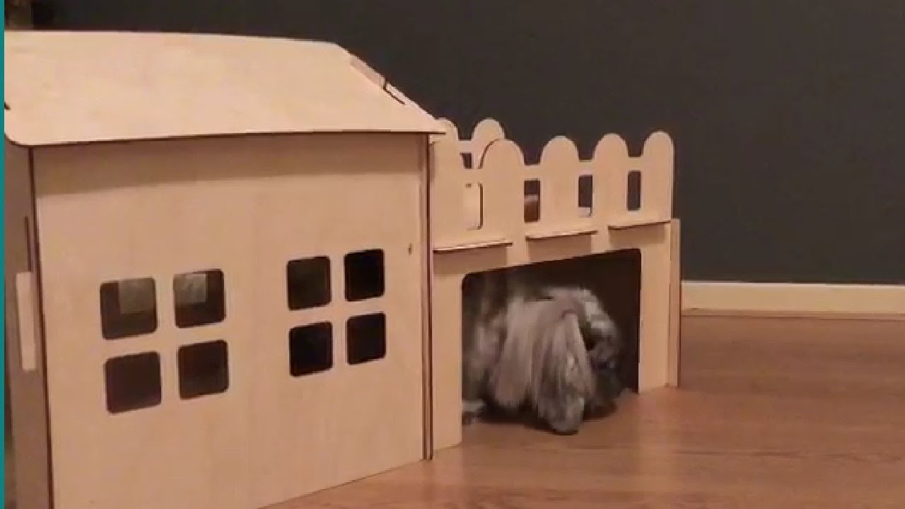 Do Rabbits need Toys? YouTube