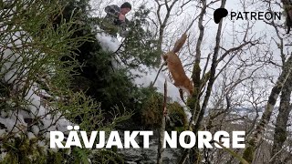 Rävjakt i Norge