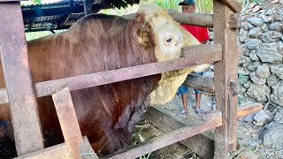 THE RECEPTION OF THE SINKING MONSTER IN PRACIMANTORO‼️