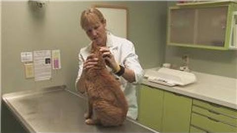 Cat Health & Care : How to Tell a Cat