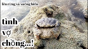 Ngưỡng mộ tình cảm của cua đực giành cho cua cái...