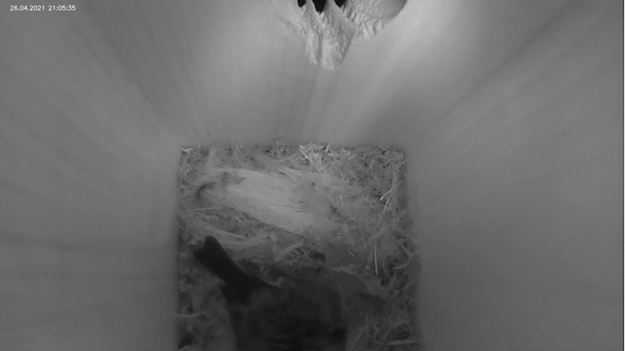 Blaumeisen - Nestbau im Zeitraffer