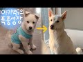 진돗개 성장속도 얼마나 빠를까? (감동주의!) / 아기백구 폭풍 성장 과정 ㅣ 중 대형견 l Korean Jindo dog