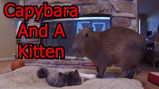 Capybara And A Kitten