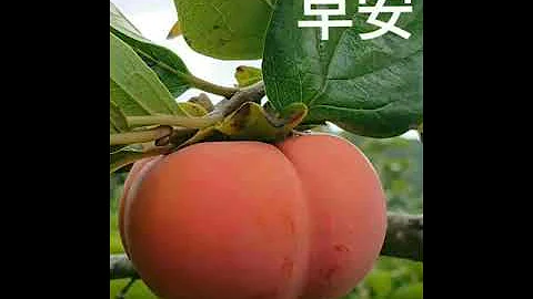 早安 柿柿如意 - 天天要聞