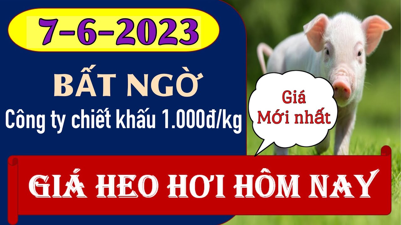 Giá heo hơi ngày hôm nay 7/6/2023 - Công ty chiết khấu 1.000 đồng/kg từ ...