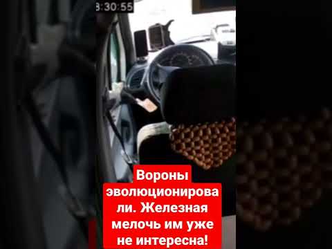 Ворона у водителя
