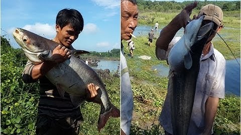 Cả trăm người lùng bắt cá khủng dưới chân đập thủy điện Trị An