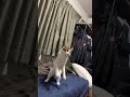 ミクスローモーション#ねこのいる暮らし #ねこ動画 #ねこのいる生活