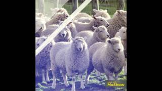 Стая овцы пасутся на лугу