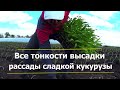 Как высадить рассаду сладкой кукурузы в грунт? За день садим 20000 растений в ручную!