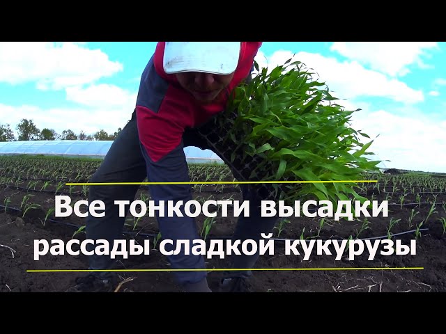 Как высадить рассаду сладкой кукурузы в грунт? За день садим 20000 растенийв ручную! - YouTube