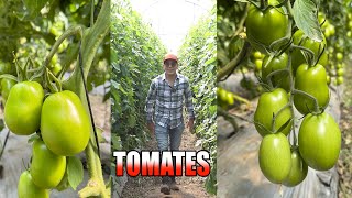 FRUTO CARO PERO NECESARIO PARA LA COMIDA | Lo que producimos se queda en MÉXICO | Jitomates