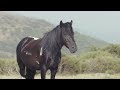 The Most Ancient Horse That Still Exists Today | 4K