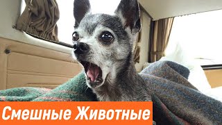 ПРИКОЛЫ С ЖИВОТНЫМИ / Смешные Животные Собаки Кошки Смешные Коты /Приколы с котами Забавные Животные