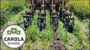 Canola School: Comparing strip-till, no-till, and conventional tillage on emergence and weed control