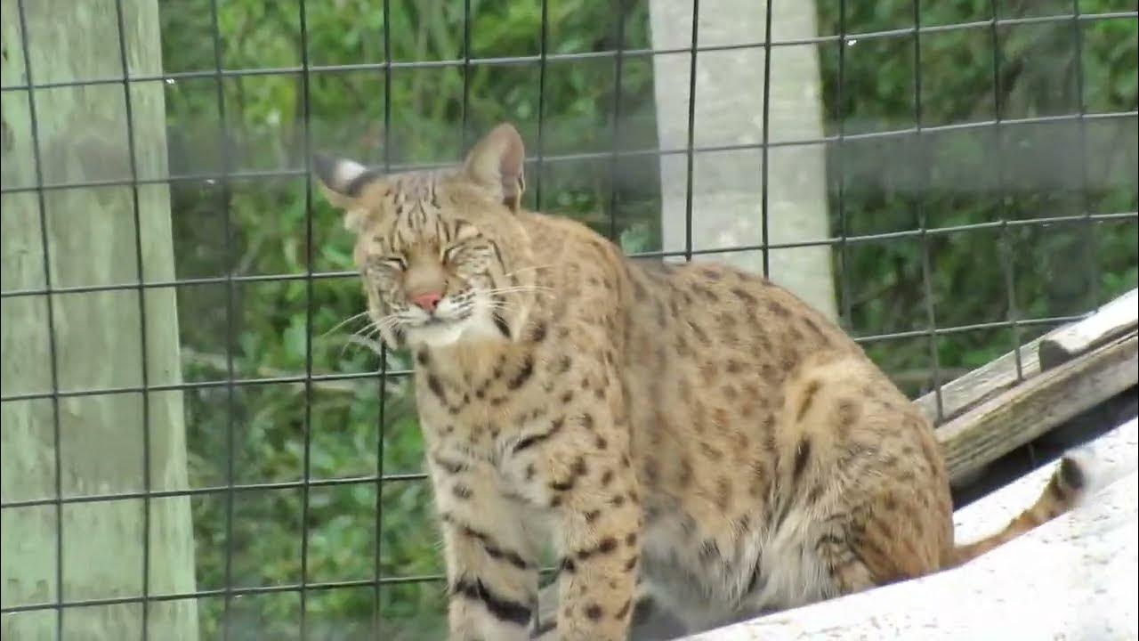 Smiling Bobcat on Roof of Bobcat Bayou Fish Camp & 2nd Bobcat Under