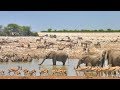 A day at the Okaukuejo waterhole (Etosha, Namibia)