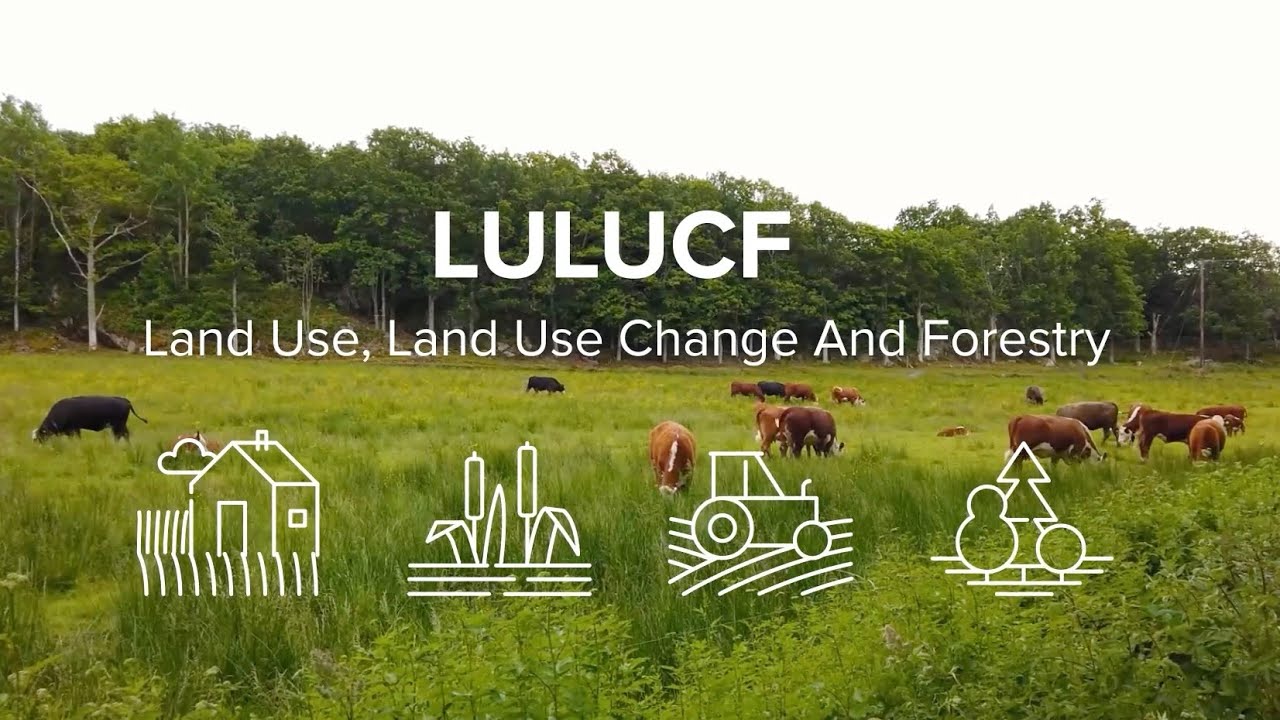 LULUCF: Därför spelar EU:s skogspolitik roll för klimatet och för Sverige