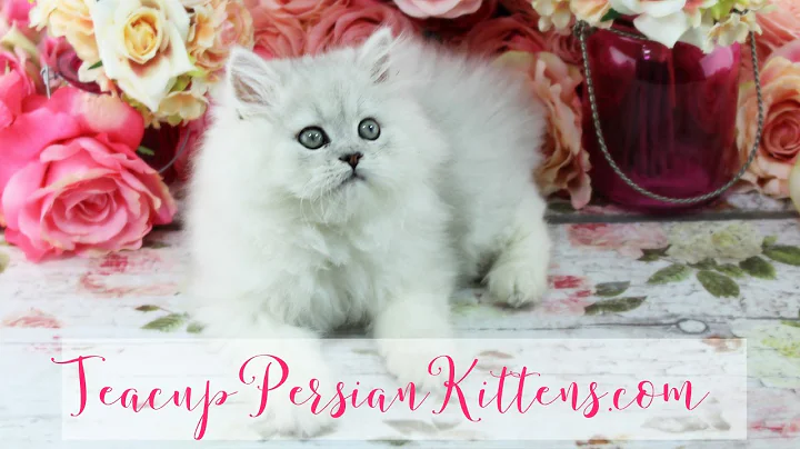 Video 575881: persian kittens cattery, male silver persian kitten