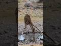 🦒 Born 6 Feet Tall?! The Shocking Truth About Baby Giraffes