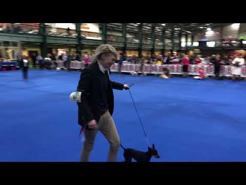 UK Toy Dog Society Show 2018 | Toy Group | English Toy Terrier