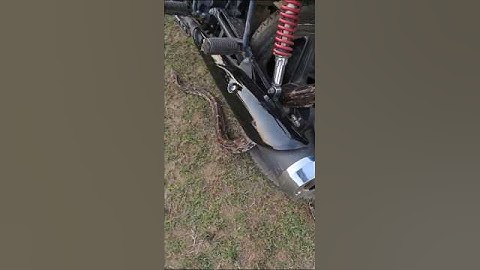 Unbelievable! Giant Python Stuck Inside Motorcycle Wheel #snake #shorts #python #wildlife